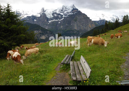 Bänke in einen hohen Berg Weiden mit grasenden Kühen. Stockfoto