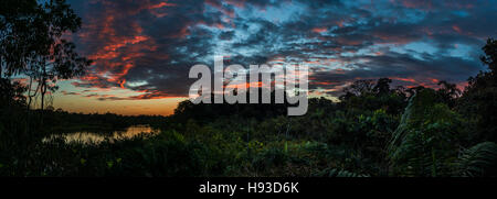 Panorama von bunten Wolken bei Sonnenuntergang in der Amazonen. Yasuni-Nationalpark in Ecuador, Südamerika. Stockfoto