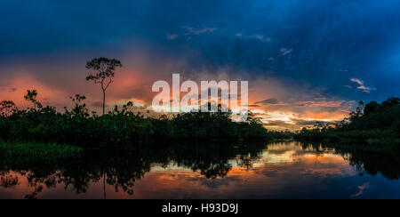 Bunte Wolken bei Sonnenuntergang in der Amazonen. Yasuni-Nationalpark in Ecuador, Südamerika. Stockfoto