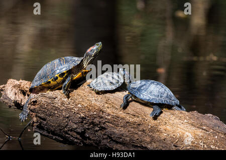 Drei rot-eared Slider (ist Scripta Elegans) Schildkröten in der Sonne auf einem Baumstamm. Texas, USA. Stockfoto