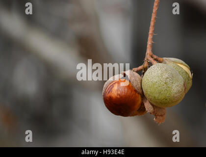 Nahaufnahme auf die Samen der Kalifornische Rosskastanie (Aesculus californica) in der Natur in Kalifornien, hängen von dem Baum. Der gebürtige Amerikaner Stockfoto