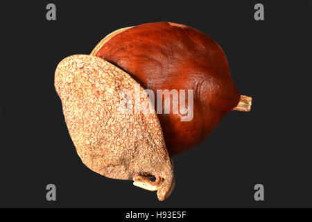 Samen von der California Rosskastanie (Aesculus Californica) in die Schale vor schwarzem Hintergrund. Stockfoto