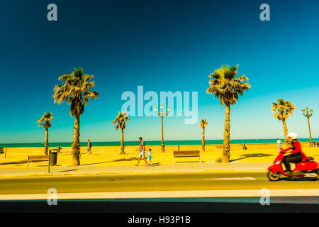 Palmen entlang der Küste in Cadiz in schöner sonniger Tag. Stockfoto