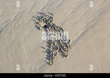 Sand Bubbler Krabben wissenschaftliche Unterfamilie: Scopimera inflata Schlamm Kugeln verlassen um ein Loch am Cable Beach, Broome in Westaustralien Kimberley. Stockfoto