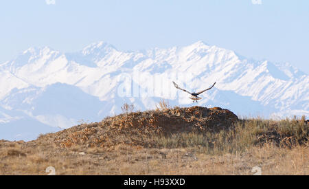 Großer Adler zieht von einem Hügel auf dem Hintergrund der schneebedeckten Berge. Kasachstan-Bereich. Stockfoto