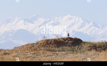 Großer Adler sitzt auf einem Hügel vor dem Hintergrund der schneebedeckten Berge. Kasachstan-Bereich. Stockfoto