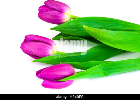 Schöne Tulpen auf weißem Hintergrund Stockfoto