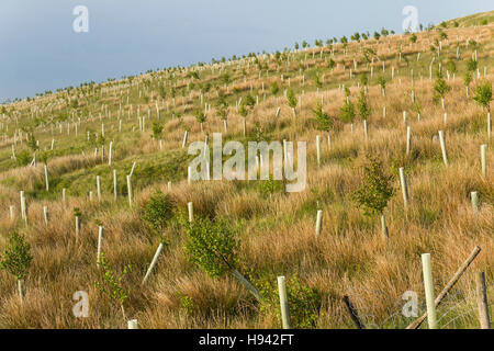 Junge Laubbäume gepflanzt an den unteren westlichen zugewandten hängen der Rivington Moor, Lancashire, Teil der West Pennine Moors. Stockfoto