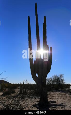 Große Elefanten Cardon Kaktus in der Wüste mit blauem Himmel, Baja California, Mexiko. Stockfoto