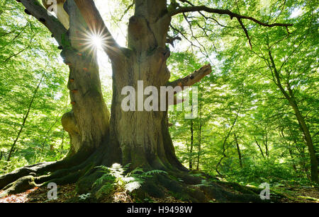 Sun ray durchschimmern riesigen alten bemoosten Buche (Fagus SP.) Baum im ehemaligen Waldweide, Reinhardswald, Sababurg, Hessen, Deutschland Stockfoto