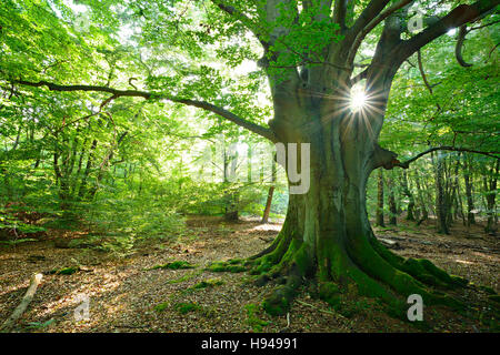 Sun ray durchschimmern riesigen alten bemoosten Buche (Fagus SP.) Baum im ehemaligen Waldweide, Reinhardswald, Sababurg, Hessen, Deutschland Stockfoto