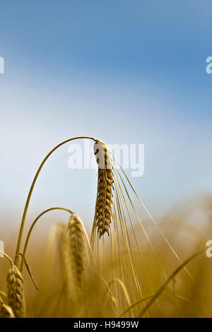 Reife Gerste Ohr Stockfoto