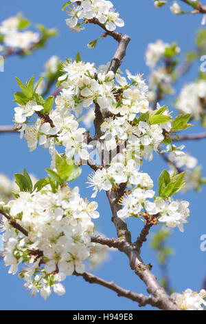 Greengage (Prunus Domestica), in voller Blüte Stockfoto