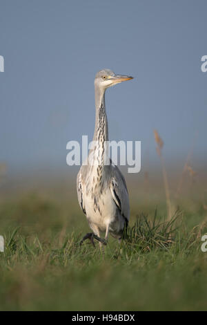 Graureiher / Graureiher (Ardea Cinerea), langsam durch hohe Vegetation beobachten aufmerksam, um frontalen Flachschuss. Stockfoto