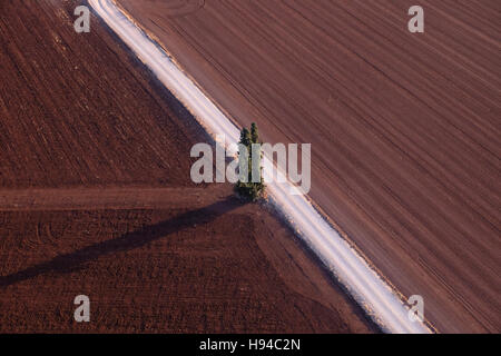 Einsamer Baum wirft einen langen Schatten in einem neu gepflügten Feld in Jesreel Tal eine große fruchtbare schlicht und im Landesinneren südlich der unteren Galiläa im Norden Israels Stockfoto