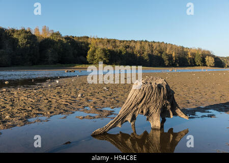 Baumstumpf am See jaunay Stockfoto