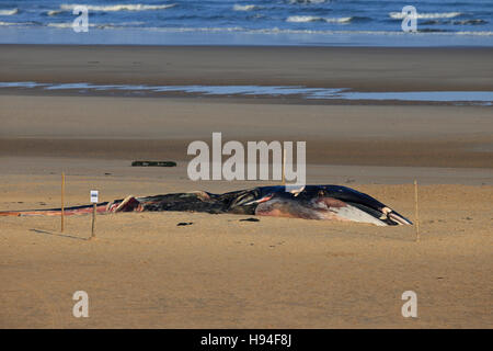 FIN Whale (Balaenoptera Physalus) Toten Stockfoto