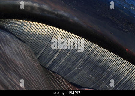 FIN Whale (Balaenoptera Physalus) Toten Stockfoto