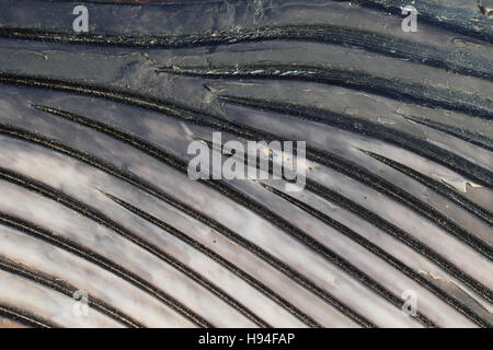 FIN Whale (Balaenoptera Physalus) Toten Stockfoto