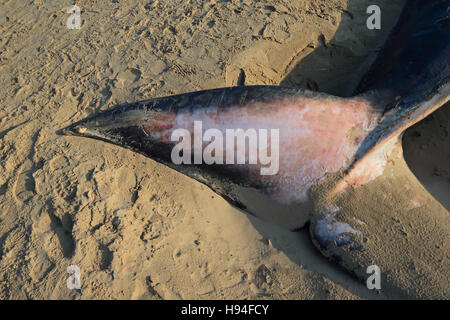 FIN Whale (Balaenoptera Physalus) Toten Stockfoto