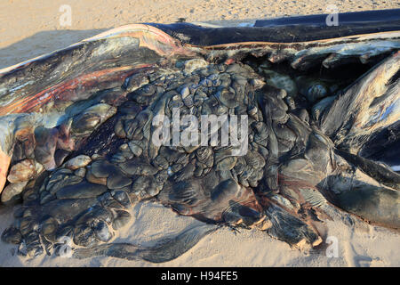 FIN Whale (Balaenoptera Physalus) Toten Stockfoto