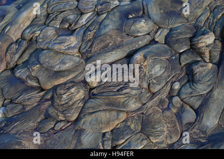 FIN Whale (Balaenoptera Physalus) Toten Stockfoto