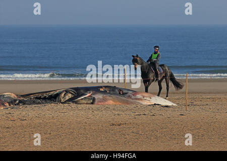 FIN Whale (Balaenoptera Physalus) Toten Stockfoto