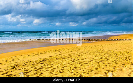 Strand am Atlantik in der Nähe von Seignosse - Frankreich Stockfoto
