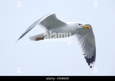 Ein Erwachsener Caspian Gull, (Larus Cachinnans) im Flug, Donaudelta, Rumänien. Stockfoto