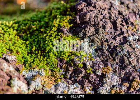 Mousse de Forêt Dans la Sainte Baume Var Frankreich 83 Stockfoto