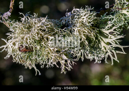 Flechten Fruticuleux FORET DE SAINTE BAUME Stockfoto