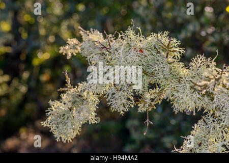 Flechten Fruticuleux FORET DE SAINTE BAUME Stockfoto