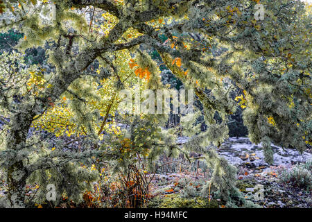 Flechten Sie Fruticuleux FORET DE SAINTE BAUME VAR Frankreich 83 Stockfoto