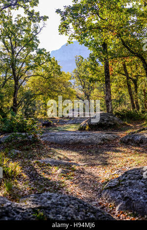 Foret de Chêne pubertierenden FORET DE SAINTE BAUME VAR Frankreich 83 Stockfoto