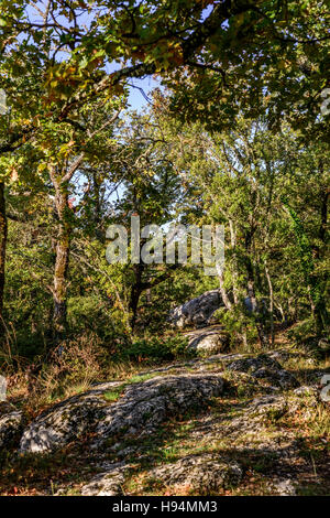 Foret de Chêne Pubescent FORET DE SAINTE BAUME VAR FRANKREICH 83 Stockfoto