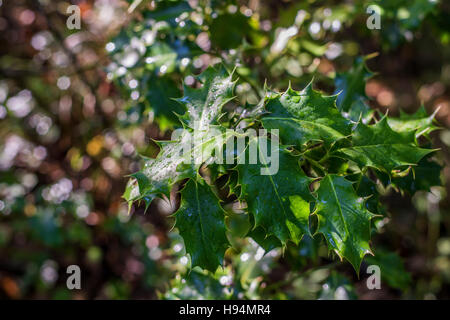 HOUX COMMUN Forêt Domanial de la St Baume Var Frankreich 83 Stockfoto