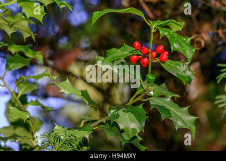 HOUX COMMUN Forêt Domanial de la St Baume Var Frankreich 83 Stockfoto