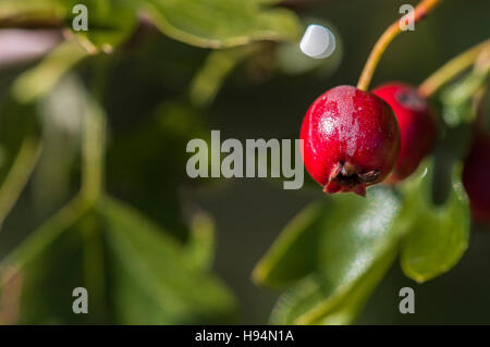 Baies d'Aubépine En Automne Forêt Domanial De La St. Baume Var Frankreich 83 Stockfoto