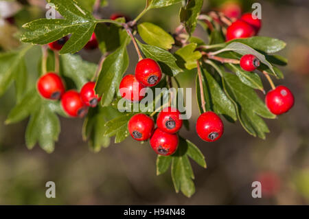 Baies d'Aubépine En Automne Forêt Domanial De La St. Baume Var Frankreich 83 Stockfoto