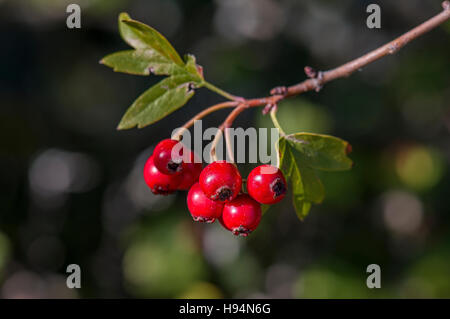 Baies d'Aubépine En Automne Forêt Domanial De La St. Baume Var Frankreich 83 Stockfoto