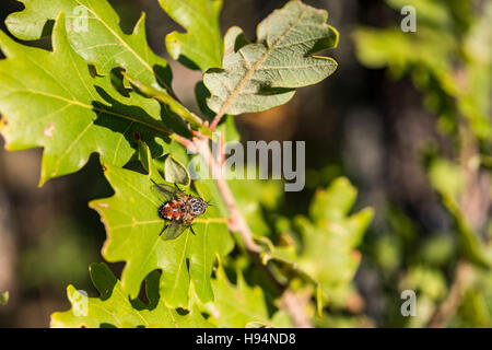 Mouche Sur Feuille de Chêne En Automne Forêt Domanial De La St. Baume Var Frankreich 83 Stockfoto