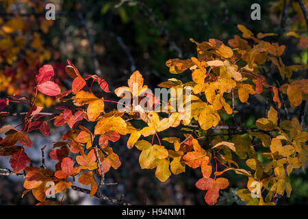 Feuille d'erable de Montpelier En Automne Forêt Domanial De La St. Baume Var Frankreich 83 Stockfoto