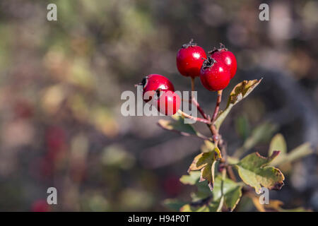 Baies d'aubépine Domanial automne Forêt de la St Baume Frankreich 83 Stockfoto