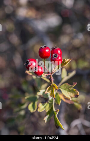 Baies d'aubépine Domanial automne Forêt de la St Baume Frankreich 83 Stockfoto