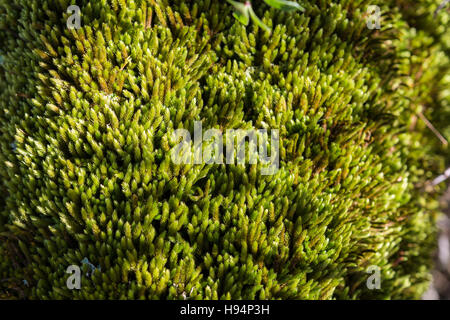 Mousse d ' Automne Forêt Domanial De La St. Baume Frankreich 83 Stockfoto