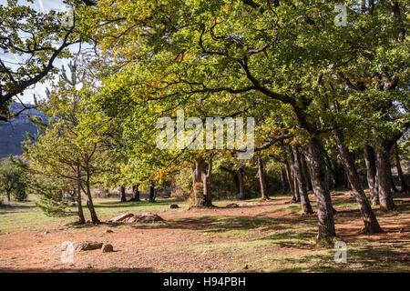 Automne Forêt Domanial De La St. Baume Var Frankreich 83 Stockfoto