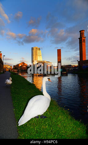 weiße Schwäne am Leeds/Liverpool Kanal Bridgewater platzieren und Kerze Haus auf die Skyline bei Sonnenuntergang Leeds uk Stockfoto