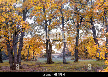 Forêt de Chêne En Automne Sainte Baume Var Frankreich 83 Stockfoto