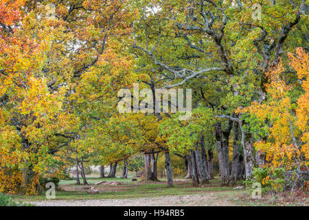 Forêt de Chêne En AutomneSt Baume Var Frankreich 83 Stockfoto