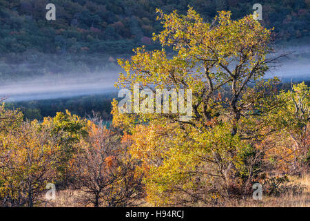 Forêt Domanial De La St. Baume Var Frankreich 83 Stockfoto